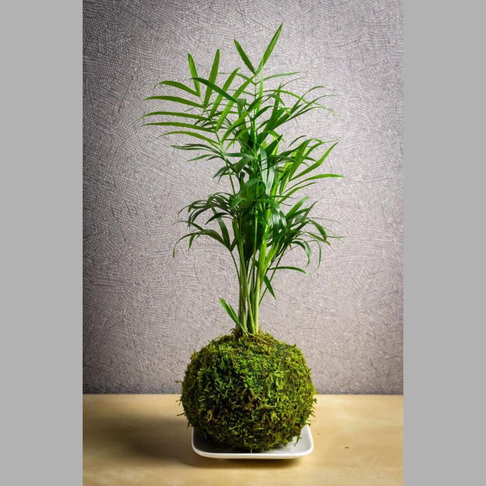 Décoration d'intérieur Végétale Kokédama Plante Palmier Nain