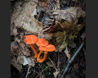 Fine Art Photography 8x10 Prints with 11x14 Mat