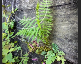 Fine Art Photography 11x14 Metal Prints