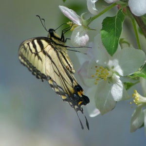 Eastern Tiger Swallowtail Butterfly Original Photograph