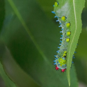 Cecropia caterpillar