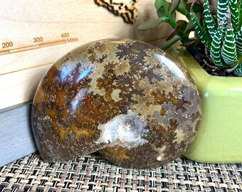 Polished Ammonite Fossil