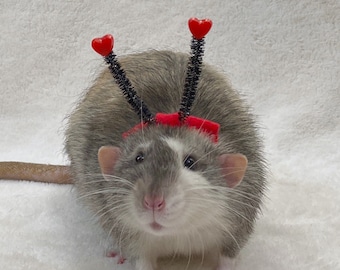 Valentine Heart Neckband / Headband - Multiple Sizes and Colors available - For Pet Rats