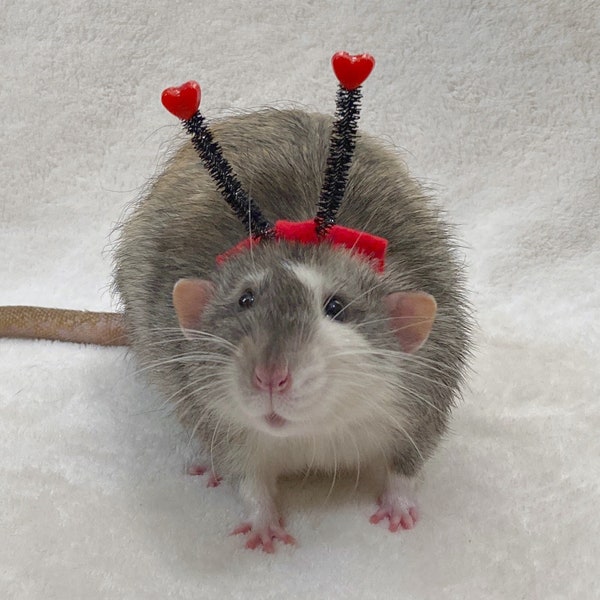 Fascia da collo/fascia per capelli con cuore di San Valentino - Disponibili diverse misure e colori - Per ratti domestici