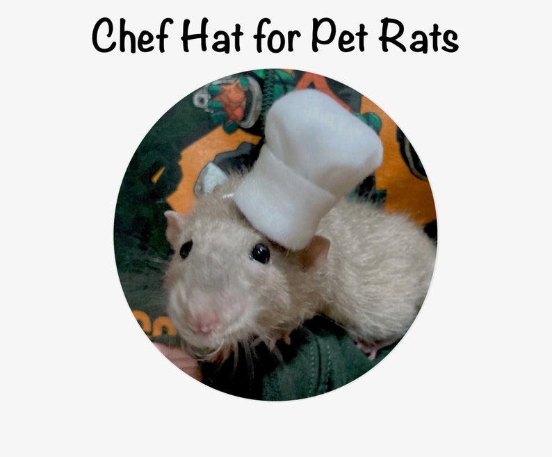 May include: A white chef hat sits on the head of a gray rat. The rat is wearing a green and orange shirt. The rat is looking at the camera and smiling.