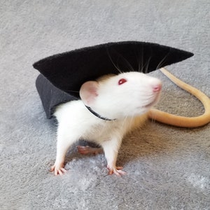 May include: A white rat wearing a black felt hat. The rat has red eyes and a long tail.