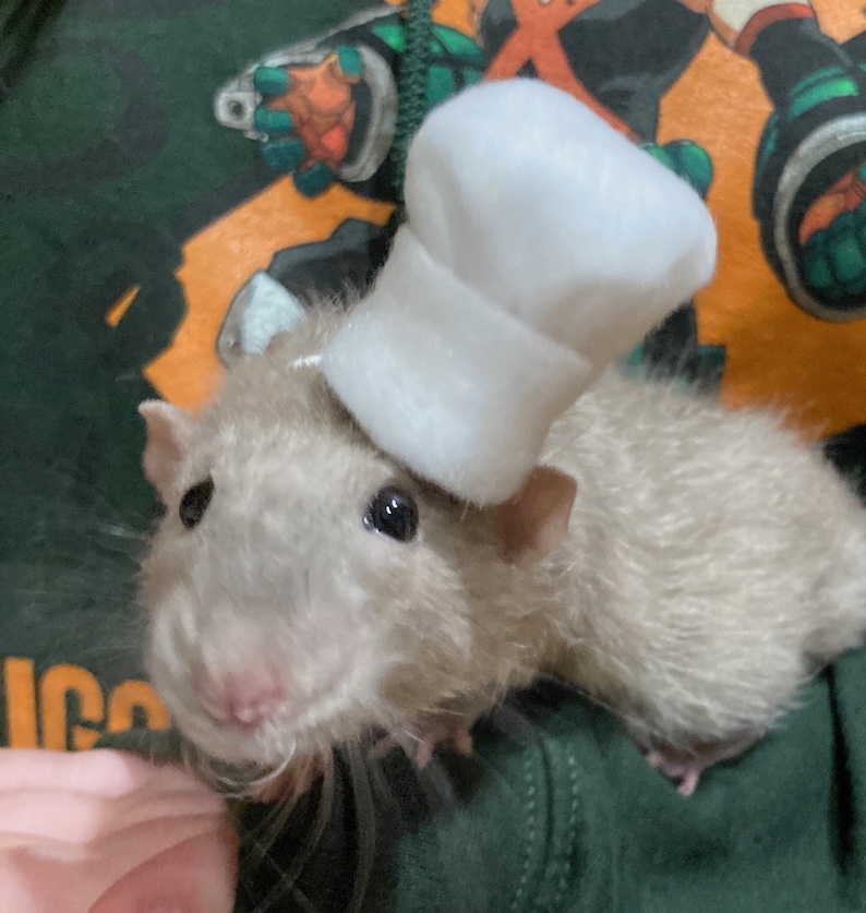 May include: A small, gray rat wearing a white chef's hat. The rat is sitting on a green and orange shirt.