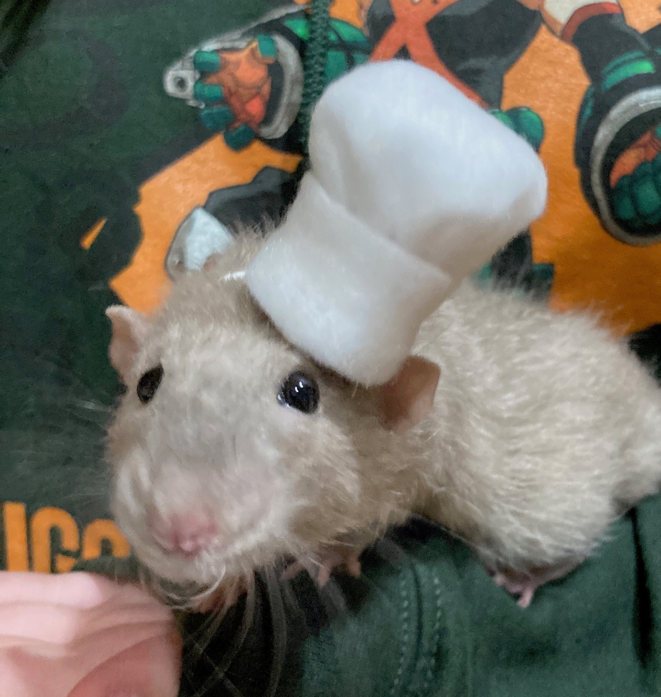 Rats With Feathers Hat