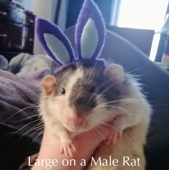 Bunny Ears for Pet Rat size Med 8-10 Cm 