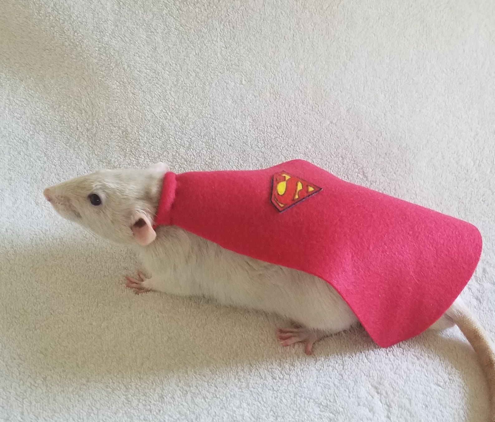 Superman Cape Costume for Pet Rats Many Colors Available Rat Etsy