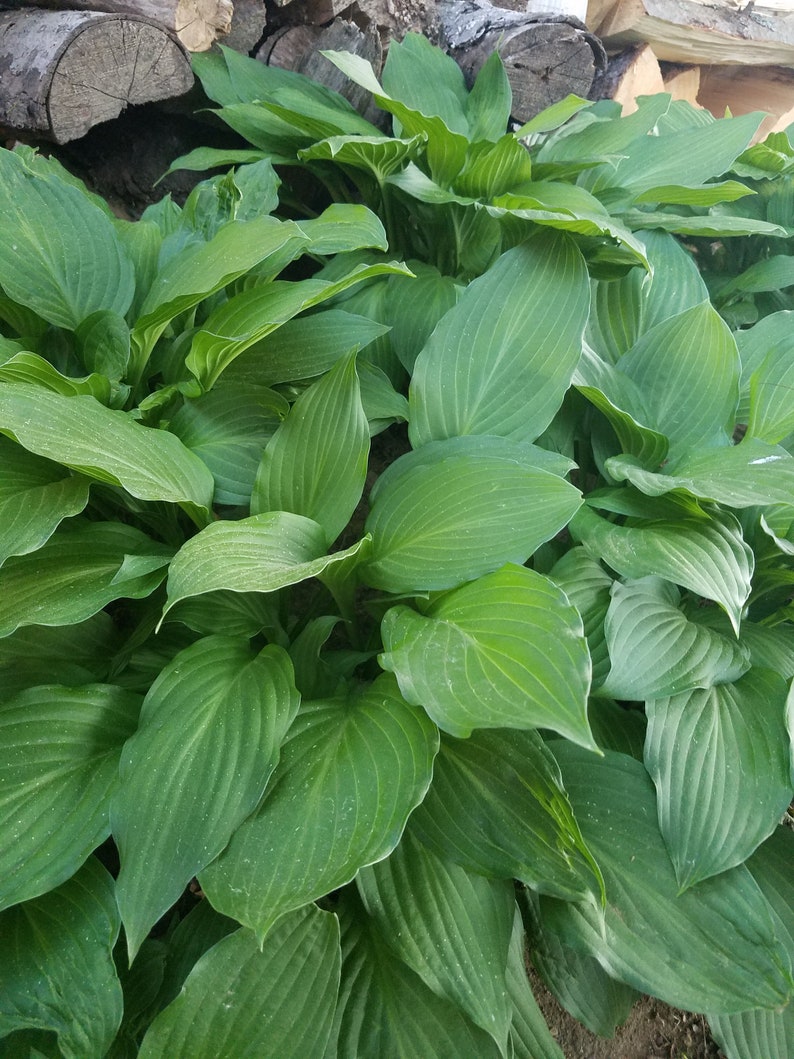 2 Hosta bare root plant Etsy