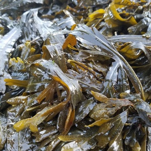 Bladderwrack seaweed dry whole Fucus vesiculosus, black tang, rockweed, bladder fucus, sea oak, cut weed, dyers fucus image 3
