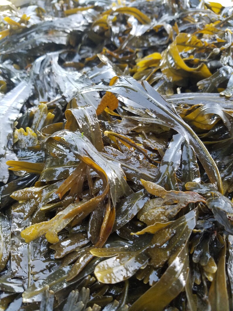 Bladderwrack seaweed dry whole Fucus vesiculosus, black tang, rockweed, bladder fucus, sea oak, cut weed, dyers fucus image 3
