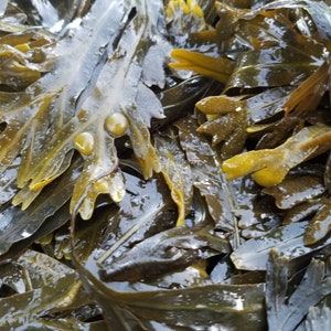 Bladderwrack seaweed dry whole Fucus vesiculosus, black tang, rockweed, bladder fucus, sea oak, cut weed, dyers fucus image 2