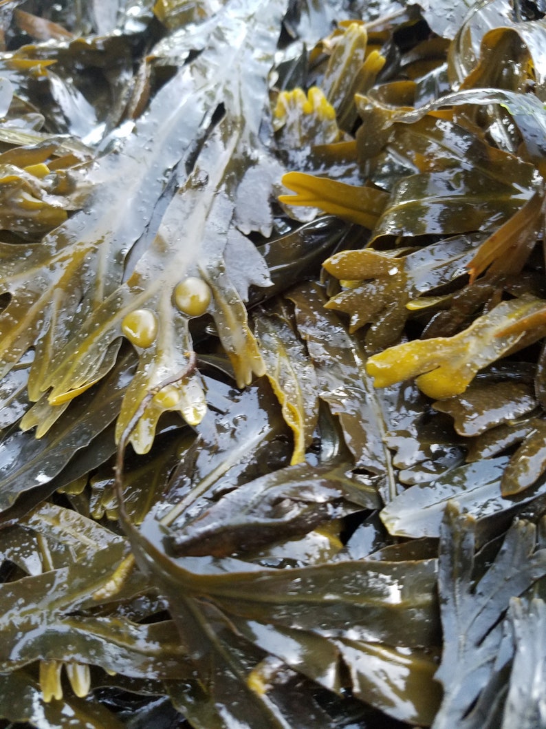 Bladderwrack seaweed dry whole Fucus vesiculosus, black tang, rockweed, bladder fucus, sea oak, cut weed, dyers fucus image 2