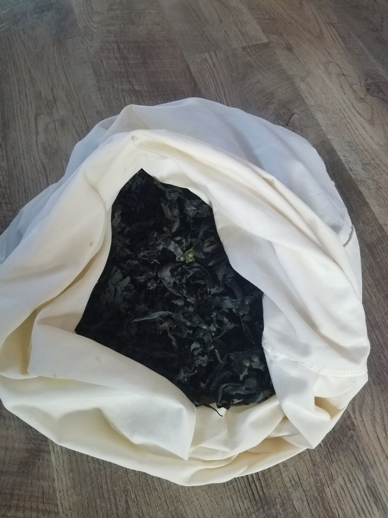 Bladderwrack seaweed dry whole Fucus vesiculosus, black tang, rockweed, bladder fucus, sea oak, cut weed, dyers fucus image 7