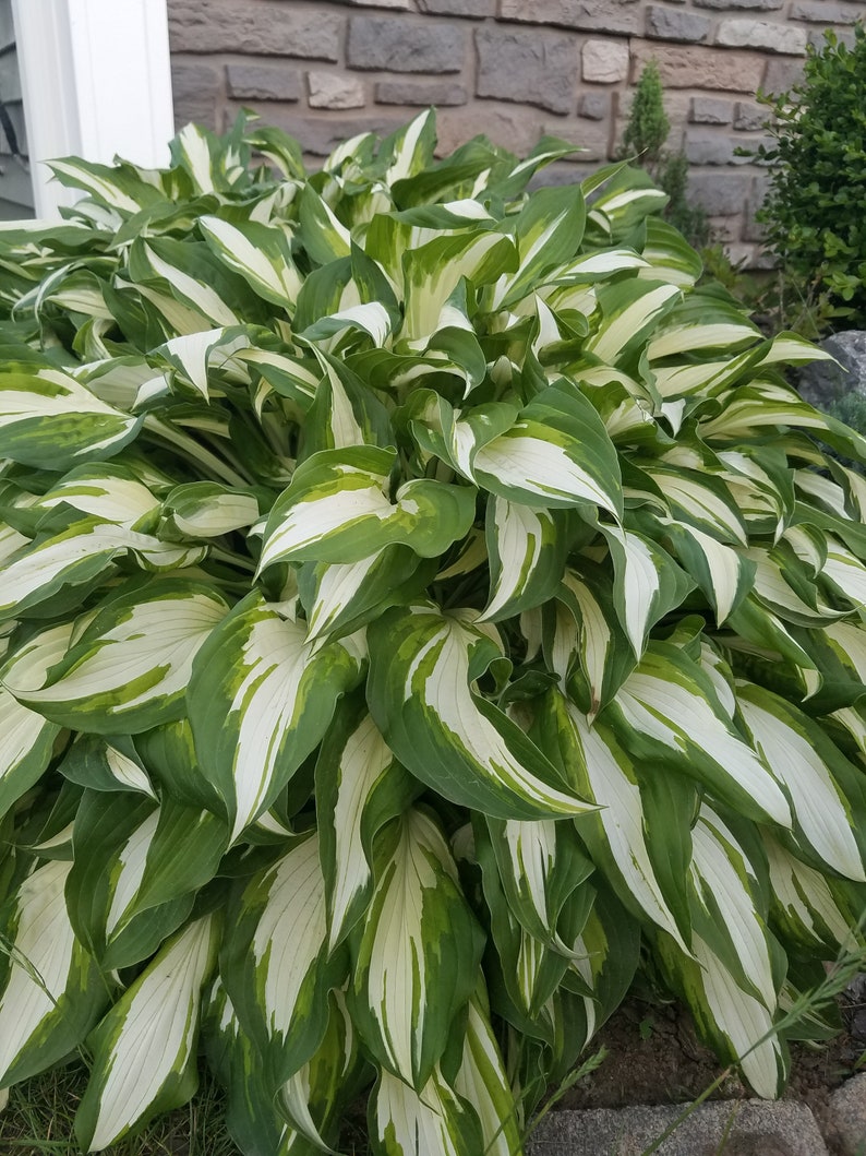 2 Hosta bare root plant Etsy