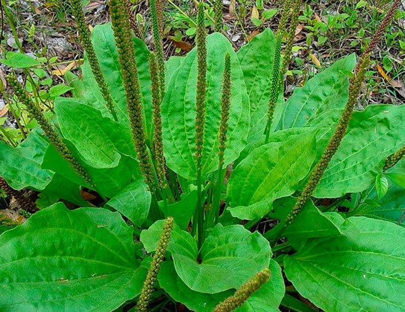 300 seeds Plantago major, broadleaf plantain, white man's foot, greater plantain image 2