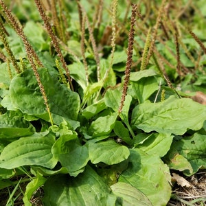 300 seeds Plantago major, broadleaf plantain, white man's foot, greater plantain image 1