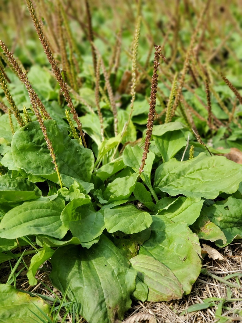 300 seeds Plantago major, broadleaf plantain, white man's foot, greater plantain image 1