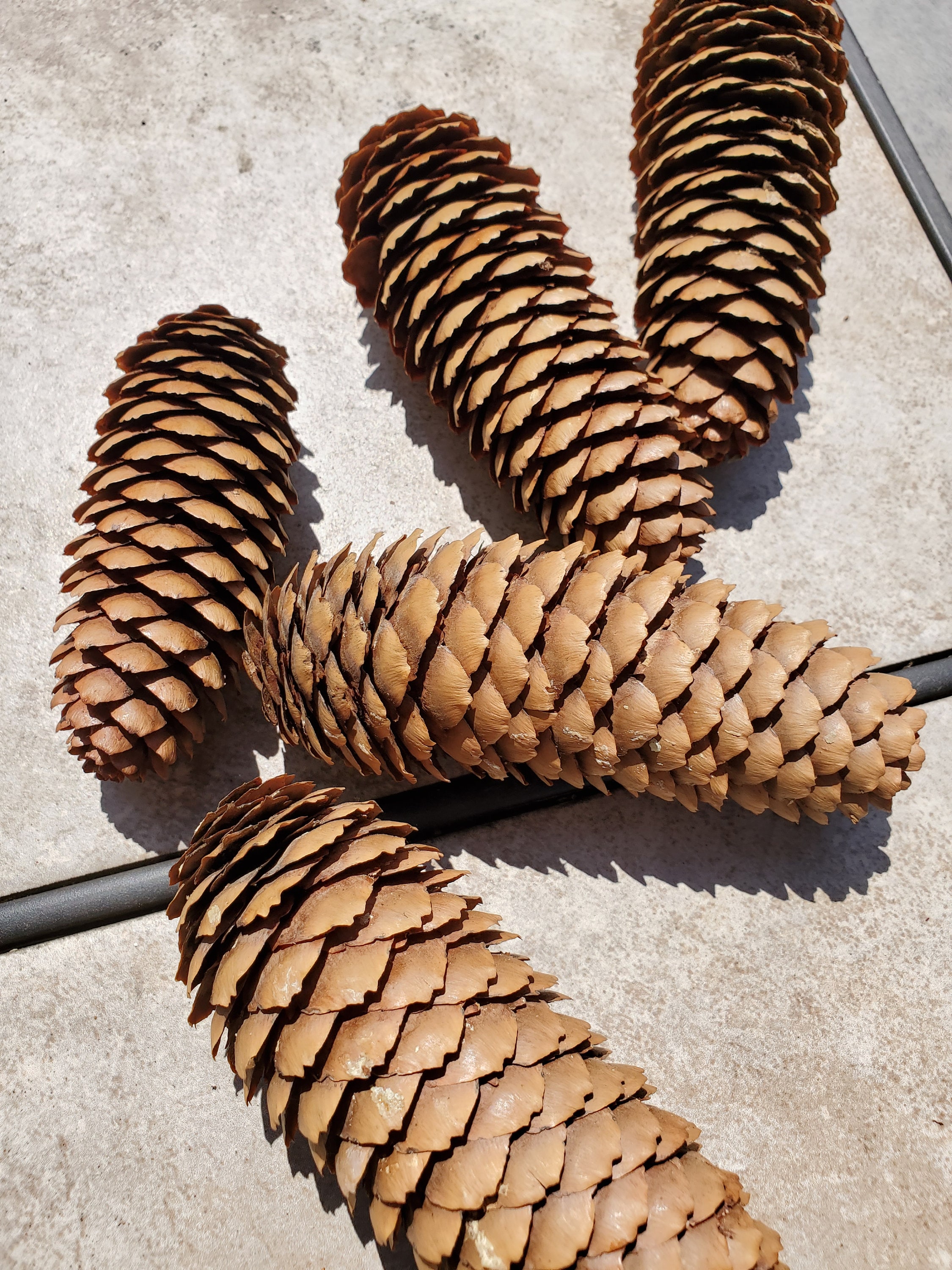 25 Pinecones - 3-7 Skinny Pine Cones - Supplies - Decor - Long Pinecones