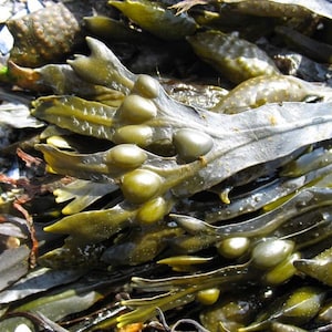 Bladderwrack seaweed dry whole Fucus vesiculosus, black tang, rockweed, bladder fucus, sea oak, cut weed, dyers fucus image 1