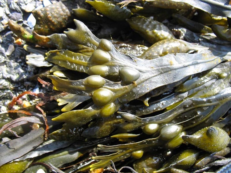 Bladderwrack seaweed dry whole Fucus vesiculosus, black tang, rockweed, bladder fucus, sea oak, cut weed, dyers fucus image 1