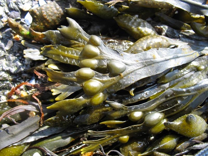 Bladderwrack Seaweed Dry Whole Fucus Vesiculosus, Black Tang, Rockweed,  Bladder Fucus, Sea Oak, Cut Weed, Dyers Fucus -  Norway