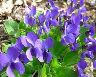 Wild viola bare roots of 10+   wood violet, viola sororia, blue violet, meadow violet, purple violet, woolly blue violet, hooded violet