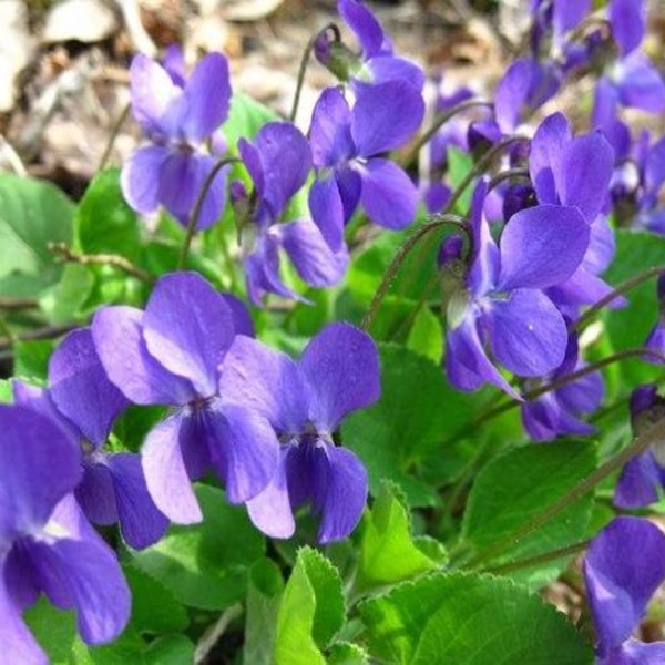Wild viola bare roots of 10+   wood violet, viola sororia, blue violet, meadow violet, purple violet, woolly blue violet, hooded violet