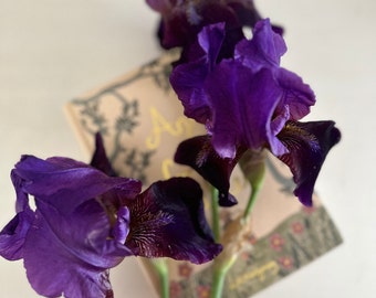 Purple Bearded Long Iris Rhizome