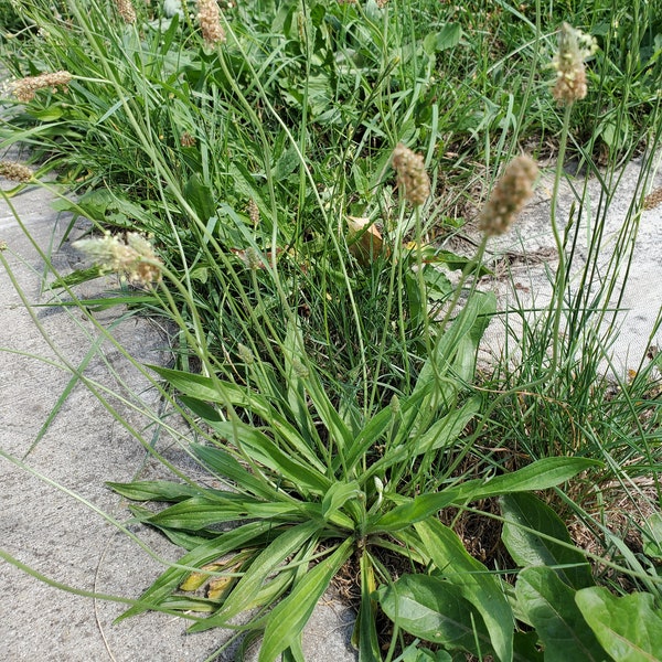 250 Ribwort plantain seeds  - plantago lanceolata, narrowleaf plantain, English plantain, ribleaf, lamb's tongue, and buckhorn.