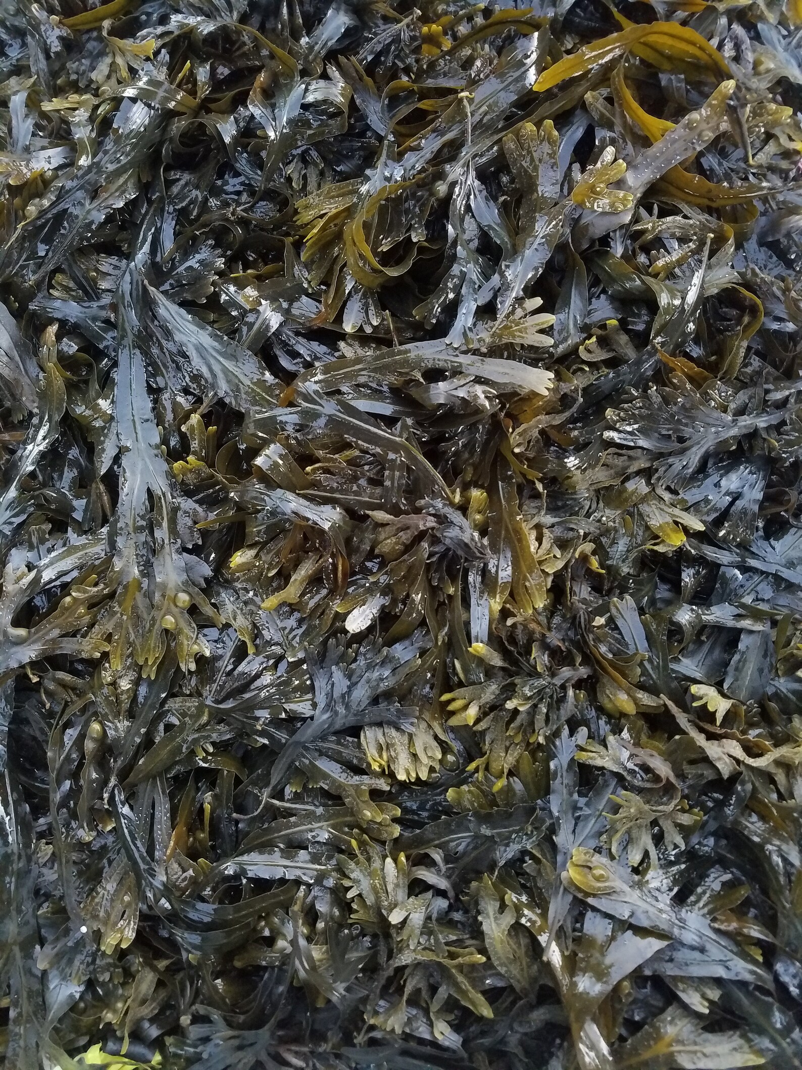 Bladderwrack Seaweed Kelp Extract - Fucus Vesiculosus - Free Transparent PNG Dow
