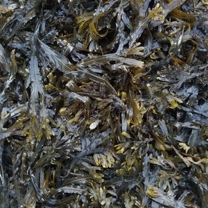 Bladderwrack seaweed dry whole Fucus vesiculosus, black tang, rockweed, bladder fucus, sea oak, cut weed, dyers fucus image 4