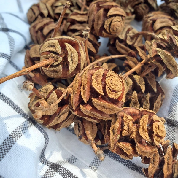 120 Abajo Redwood Sequoia pinecones / 100 Pinecones / Pine Cones / Craft Supplies / Decor / Pinecones