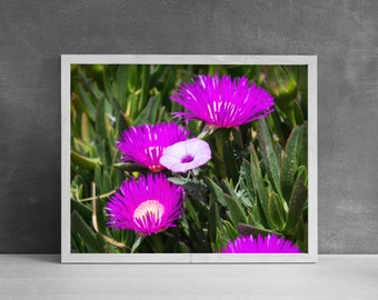 Greek Wildflowers Print | Botanical Print, Cottage Decor, Greece Photography, Girls Room Decor, Purple Flowers Art