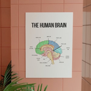 Brain Anatomy Poster Print Psychology Wall Art