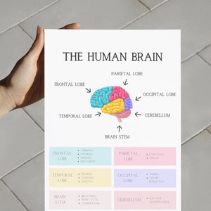 Brain Anatomy Poster Print Psychology Wall Art School Psychologist Decor Mental Health Prints Therapy Office School Counselling Printables