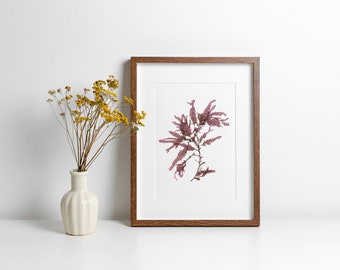 Hand pressed pink seaweed A4 print foraged from the Isle of Man, eco friendly art, cock's comb seaweed, bathroom decor, nature artwork