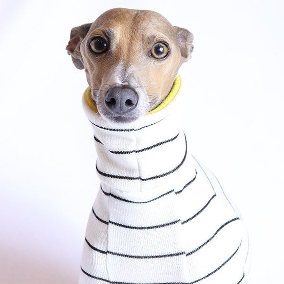 whippet in turtleneck