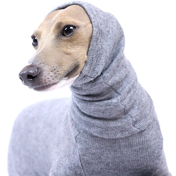 whippet in turtleneck