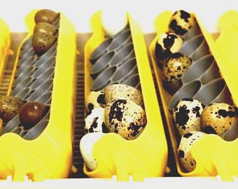 Maticoopx 30 Incubator Quail (Regular,Jumbo,Button) Egg Tray Insert (set of 2)