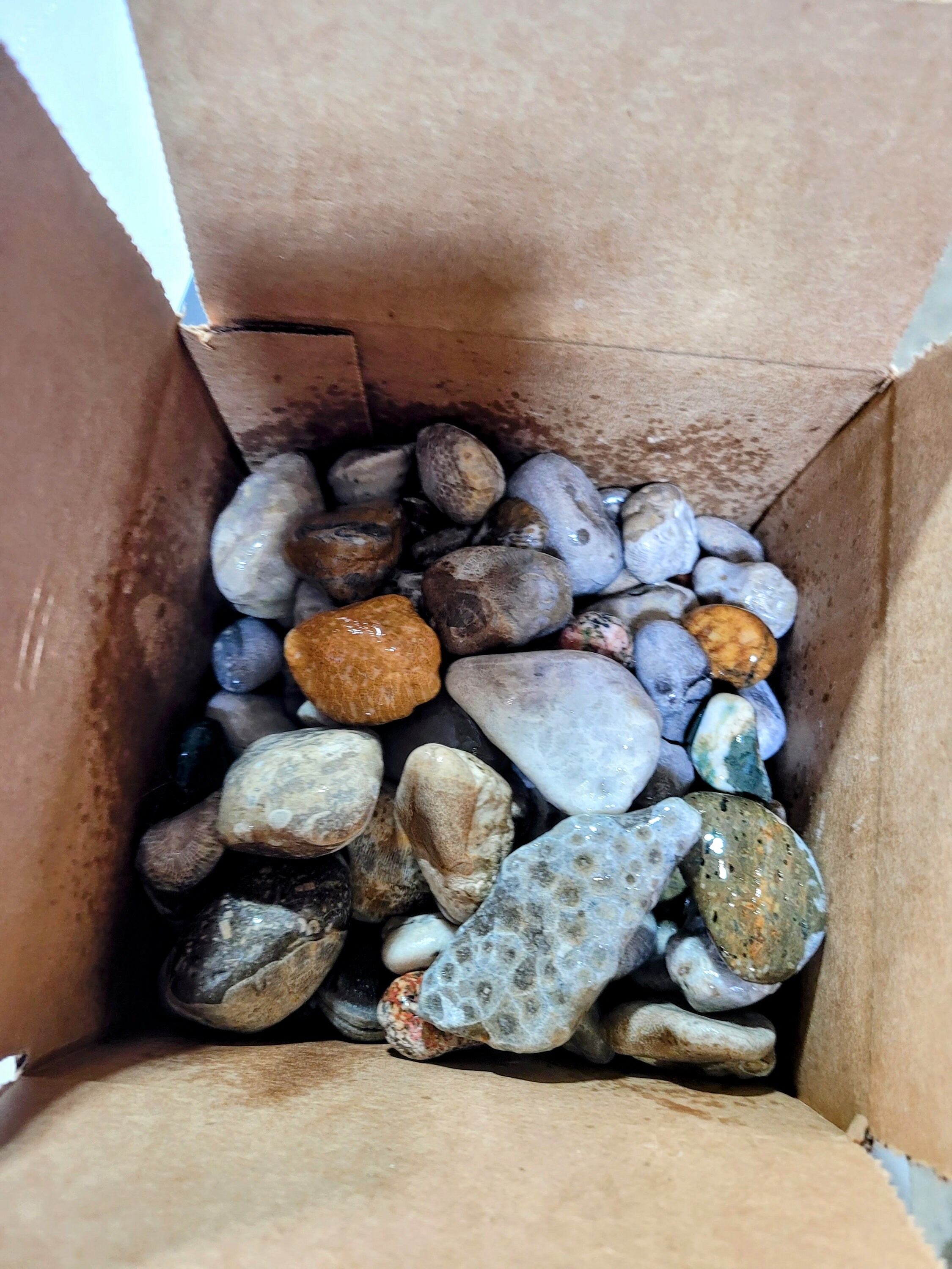 Pataski Rocks Great Lakes Rocks/ Petoskey Stones/ Pudding Stone/ Minerals - Etsy