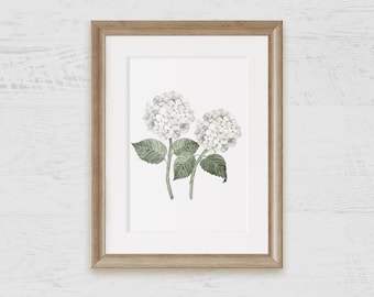 White Hydrangea Double Bloom Watercolor Art Print on Archival Paper / Poster / Wall Art