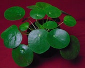 Pilea peperomioides quot Chinese Money Plant quot Peperomia Plant 4 quot Pot Terrarium