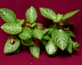 Episcia Jim 39 s Canadian Sunset 4 quot Pot Gesneriad Terrarium Flame Violet (Starter Plant)