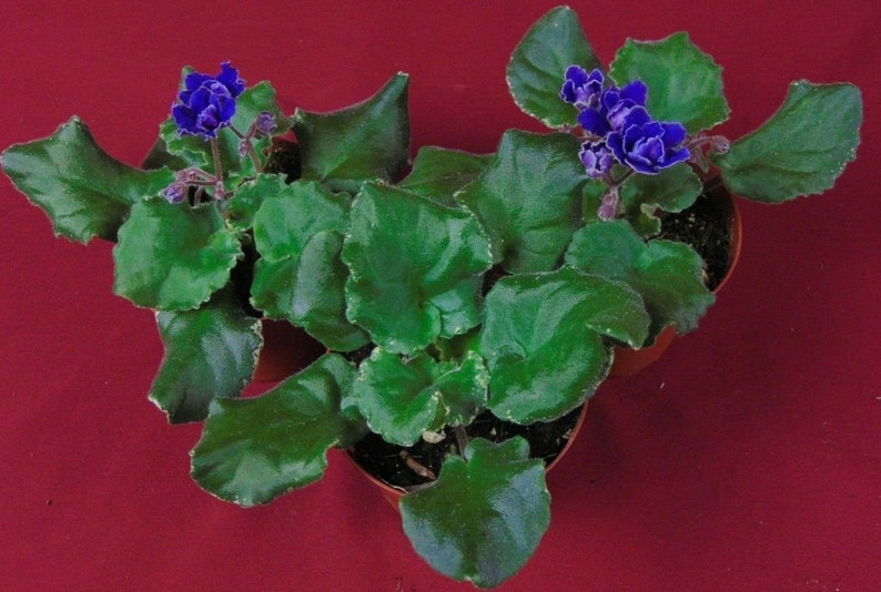 African Violet Buckeye Party Streamers 4 Pot Variegated Etsy
