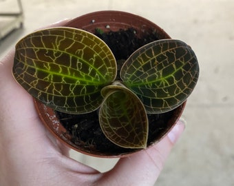 Macodes Sanderiana X Limii Jewel Orchid Gold Dust 2 Starter - Etsy