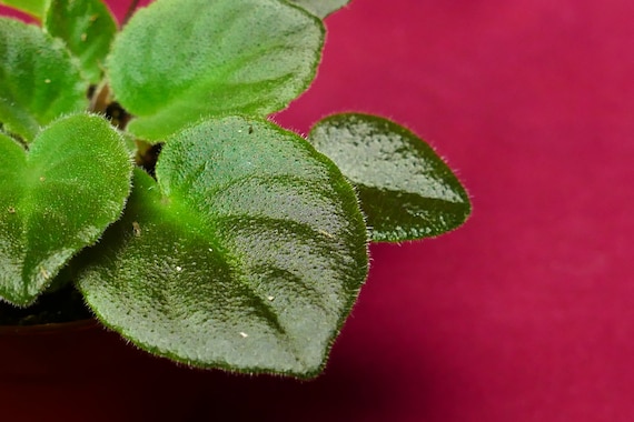 African violet Lucky Ladybug live plant in pot African violet Lucky Ladybug live plant in pot