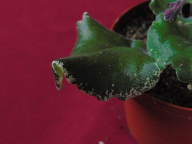 African Violet Buckeye Party Streamers 4 Pot Variegated Etsy